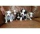 Australian Shepherd Puppies for sale in Indianapolis, IN, USA. price: NA