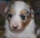 Australian Shepherd Puppies for sale in Birmingham, AL, USA. price: NA