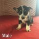 Australian Shepherd Puppies for sale in Wooster, OH 44691, USA. price: NA
