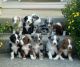 Australian Shepherd Puppies for sale in Bronx, NY 10460, USA. price: NA