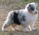 Australian Shepherd Puppies for sale in Georgetown, KY 40324, USA. price: NA