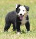 Australian Shepherd Puppies for sale in Jacksonville, FL, USA. price: NA