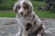 Australian Shepherd Puppies for sale in Salem, OR, USA. price: NA