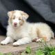 Australian Shepherd Puppies for sale in Jacksonville, FL, USA. price: NA