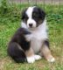 Australian Shepherd Puppies for sale in Manitowoc, WI 54220, USA. price: NA