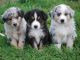 Australian Shepherd Puppies for sale in Austin, TX, USA. price: $400
