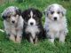 Australian Shepherd Puppies for sale in Birmingham, AL, USA. price: NA