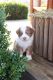 Australian Shepherd Puppies for sale in Annville, KY, USA. price: NA