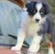 Australian Shepherd Puppies for sale in Birmingham, AL 35232, USA. price: NA