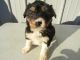 Australian Shepherd Puppies for sale in South Bend, IN, USA. price: NA