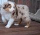 Australian Shepherd Puppies for sale in Louisville, KY, USA. price: $500