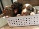Australian Shepherd Puppies for sale in Robards, KY 42452, USA. price: NA