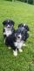 Australian Shepherd Puppies for sale in Upton, KY 42784, USA. price: $300