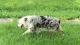 Australian Shepherd Puppies for sale in Moberly, MO, USA. price: NA