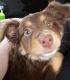 Australian Shepherd Puppies for sale in Middletown, NY 10940, USA. price: NA