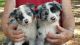 Australian Shepherd Puppies for sale in Salem, OR, USA. price: NA