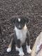 Australian Shepherd Puppies for sale in Huntington, IN 46750, USA. price: NA