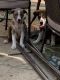Australian Shepherd Puppies for sale in Medina, OH 44256, USA. price: NA