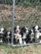 Australian Shepherd Puppies for sale in Lavonia, GA 30553, USA. price: NA