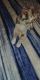 Australian Shepherd Puppies for sale in 9840 Whitehurst Dr, Dallas, TX 75243, USA. price: NA