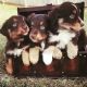 Australian Shepherd Puppies for sale in Moore, OK, USA. price: NA