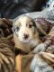 Australian Shepherd Puppies for sale in Eaton, OH 45320, USA. price: NA
