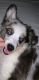 Australian Shepherd Puppies for sale in Astoria, Queens, NY, USA. price: NA