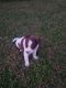 Australian Shepherd Puppies for sale in Pflugerville, TX, USA. price: NA