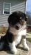 Australian Shepherd Puppies for sale in Paducah, KY, USA. price: NA