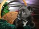 Australian Shepherd Puppies for sale in Kalamazoo, MI, USA. price: NA