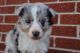 Australian Shepherd Puppies for sale in Tyner, KY 40486, USA. price: NA