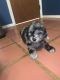 Australian Shepherd Puppies for sale in Camden, OH 45311, USA. price: NA