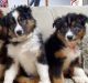 Australian Shepherd Puppies for sale in Upton, KY 42784, USA. price: $200