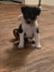 Australian Shepherd Puppies for sale in Dallas, TX, USA. price: NA