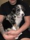Australian Shepherd Puppies for sale in Jacksonville, FL 32224, USA. price: NA