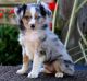 Australian Shepherd Puppies for sale in California City, CA, USA. price: $500