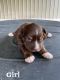 Australian Shepherd Puppies for sale in Tompkinsville, KY 42167, USA. price: NA