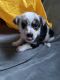 Australian Shepherd Puppies for sale in Bowling Green, KY, USA. price: NA