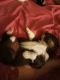 Australian Shepherd Puppies for sale in Ridgeway, VA 24148, USA. price: NA