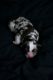 Australian Shepherd Puppies for sale in Rathdrum, ID 83858, USA. price: NA
