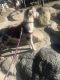 Australian Shepherd Puppies for sale in Reno, NV, USA. price: NA