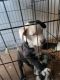 Australian Shepherd Puppies for sale in Pittsburg, CA 94565, USA. price: $400
