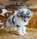 Australian Shepherd Puppies for sale in Tampa, FL, USA. price: $2,000