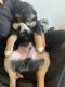 Australian Shepherd Puppies for sale in Castle Rock, CO, USA. price: NA