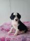 Australian Shepherd Puppies for sale in Indianapolis, IN, USA. price: $300