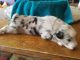 Australian Shepherd Puppies for sale in Capron Dr, Rockford, IL 61109, USA. price: NA