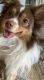 Australian Shepherd Puppies for sale in Naperville, IL, USA. price: NA