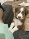 Australian Shepherd Puppies for sale in Chicago, IL, USA. price: NA