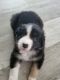 Australian Shepherd Puppies for sale in Indianapolis, IN, USA. price: $1,000