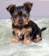 Australian Silky Terrier Puppies for sale in Columbus, OH, USA. price: NA